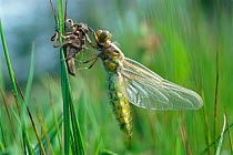 Broad bodied chaser dragonfly just emerged from nymphal case {Libellula depressa} Cornwall, UK