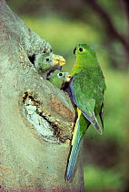 Male Orange bellied parrot {Neophema chrysogaster} feeding young at nest, Tasmania. This Critically Endangered species breeds only in South West World Heritage Wilderness and this is the only nest pho...