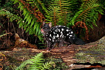 Eastern quoll {Dasyurus viverrinus} in dark phase, Tasmania. Habitat ranges include woodlands, heath and farmlands.