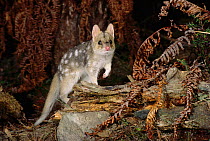 Eastern quoll {Dasyurus viverrinus} in pale phase, Tasmania. Habitat range includes woodlands, heath and farmlands.