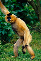 Female Crested black / Concolor gibbon {Hylobates concolor} standing up on hind legs. Endangered species native to the forests of South China to Vietnam.
