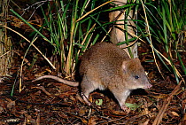 Long-footed potoroo {Potorous longipes} on forest floor, South East Australia. Endangered species.