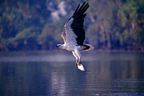 White bellied sea eagle {Haliaeetus leucogaster} flying with caught fish over water, Australia