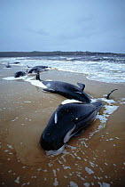Dead Long finned pilot whales {Globicephala malaena} stranded on beach, Australia