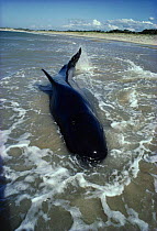 Long finned pilot whale {Globicephala malaena} stranded on beach, still alive and thrashing tail, Australia