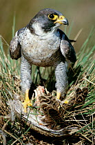 Peregrine falcon with prey {Falco peregrinus} Cornwall, UK