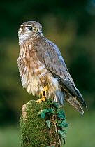 Merlin perched on post (Falco columbarius) Clovelly, Devon, UK