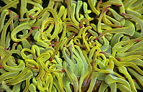 Snakeslock anemone close-up of tentacles (Anemonia sulcata) Brownsham, Devon, UK