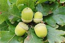 RF- Acorns of English oak tree (Quercus robur). Cornwall, UK. (This image may be licensed either as rights managed or royalty free.)