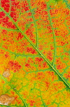 Field maple leaf close-up {Acer campestre} autumn UK