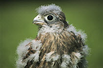 Juvenile Kestrel moulting {Falco tinnunculus} Clovelly, Devon, UK.