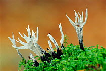 Candle snuff fungus {Xylaria hypoxolon} Devon, UK