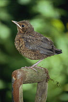 Juvenile Blackbird perched on spade handle {Turdus merula} Devon, UK