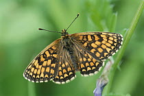 Heath fritillary butterfly {Melitaea athalia} Cornwall, UK