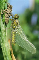 Broad bodied chaser dragonfly {Libellula depressa} adult  emerging from nymphal case, UK