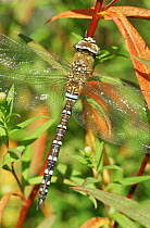 Southern hawker dragonfly {Aeshna cyanea} Broxwater, Cornwall, UK