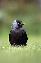 Jackdaw portrait {Corvus monedula} Cornwall, UK