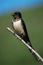 Barn swallow with nesting material {Hirundo rustica} Wales, UK