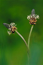 Ribwort plantain flowering {Plantago lanceolata} Cornwall, UK