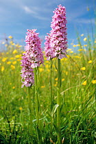 Common spotted orchids {Dactylorhiza fuchsii} Cornwall, UK Tamar