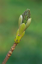 Sycamore tree leaf bud opening {Acer pseudoplatanus} Devon, UK