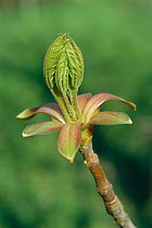 Field maple leaf bud unfurling {Acer campestre} Devon, UK