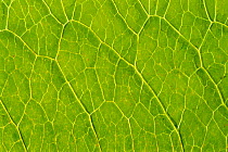 Dandelion leaf close-up {Taraxacum officinale}