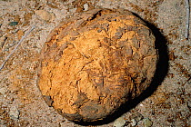 Preserved dung of extinct Columbian mammoth {Mammuthus columbi} Utah, USA. 15000 yrs Bechan cave. Late pleistocene period