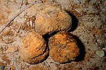 Preserved dung of extinct Shasta ground sloth. AZ, USA {Nothrotheriops shastensis} Rampart cave, Grand Canyon, Arizona. Late Pleistocene