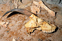 Skull of extinct Harrington's mountain goat {Oreamnos harringtoni} AZ, USA. Late pleistocene period. Grand canyon