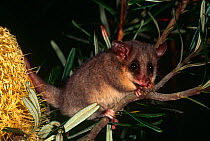 Eastern pygmy possum {Cercartetus nanus} Australia