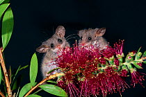 Two Little pygmy possum {Cercarteus lepidus} Australia