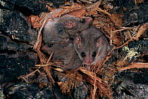 Three Little pygmy possum in nest {Cercarteus lepidus} Australia