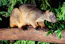 Lumholtz's tree kangaroo {Dendrolagus lumholtzi} Australia