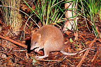 Long-footed potoroo {Potorous longipes} Australia. Endangered