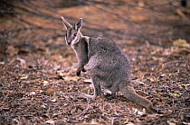 Bridled nailtail wallaby {Onychogalea fraenata} Australia. Endangered