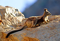 Black footed rock wallaby resting on rocks (Petrogale lateralis) Australia