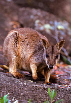 Allied rock wallaby {Petrogale assimilis} Queensland, Australia