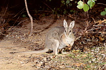 Bridled nailtail wallaby {Onychogalea fraenata} Australia. endangered