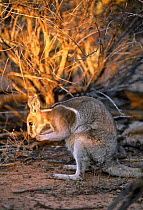 Bridled nailtail wallaby (Onychogalea fraenata) endangered species, Australia