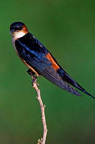 Red rumped swallow {Cecropis daurica emini} Amboseli NP, Kenya