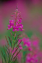 Rosebay willowherb flower {Chamerion angustifolium angustifolium} Belgium