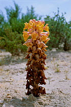 Desert hyacinth / Broomrape {Orobanchaceae} parasitic plant Bahrain