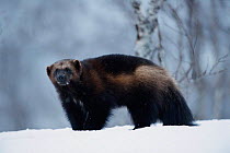 Wolverine in snow {Gulo gulo} captive, Norway
