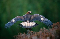 Golden eagle drying wings after rain {Aquila chrysaetos}  Highlands, Scotland, UK