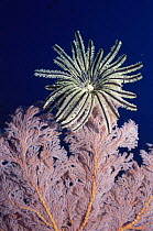 Feather star on Sea fan {Crinoidea} Bunaken, Sulawesi, Indonesia