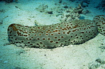 Leopard sea cucumber on sea floor {Bohadschia argus} Great Barrier Reef, Australia