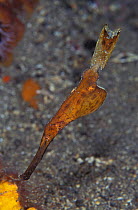 Robust Ghost pipefish looking like dead leaf {Solenostomus cyanopterus} Sulawesi Indonesia