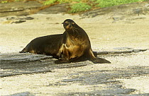 Galapagos fur seal {Arctocephalus galapagoensis} Pregnant female on beach, Santiago Island, Galapagos.