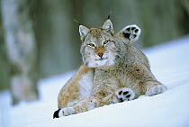 European lynx male grooming in snow {Lynx lynx} captive, Norway